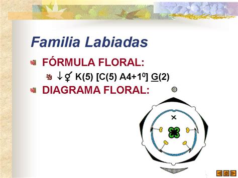 lamiaceae floral formula